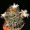 Turbinicarpus_gracilis